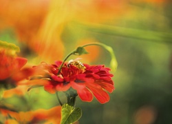 Czerwony, Kwiatuszek, Pszczoła