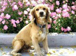 Szczeniak, Cocker Spaniel, Kwiatki