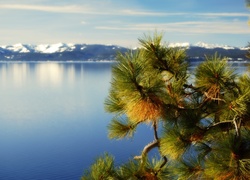 Jezioro, Góry, Gałązka, Tahoe, Kalifornia