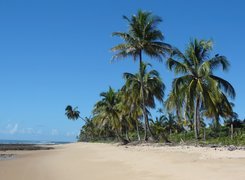 Plaża, Palmy, Brazylia
