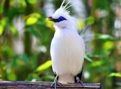 Biały, Szpak balijski, Bali Starling