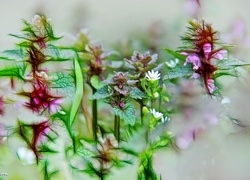 Roślinki, Fractalius