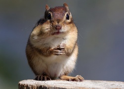 Chipmunk, Pniak