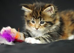 Kotek, Zabawka, Maine Coon