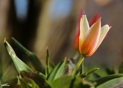 Tulipan, Kwiat, Wiosna