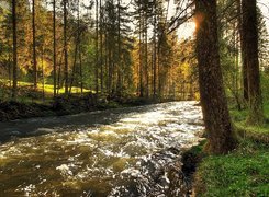 Las, Rwąca, Rzeka, Przebijające, Światło
