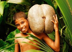 Chłopiec, Orzech, Kokosowy, Srilanka