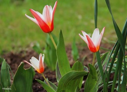Tulipany, Biało, Czerwone