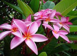 Różowa, Plumeria, Liście