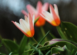 Tulipany, Kwiaty