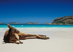 Kangur, Plaża, Australia