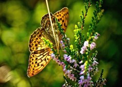 Motyl, Roślina