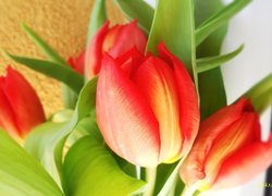 Tulipany