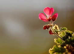 Czerwona, Pelargonia