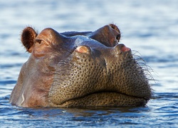 Hipopotam, Woda