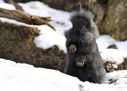 Króliczek, Śnieg, Zima