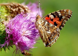 Kwiat, Ostu, Motyl, Rusałka, Osetnik