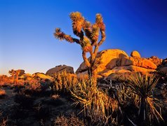 Park Narodowy Joshua Tree, Drzewo Jozuego, Kalifornia, Stany Zjednoczone