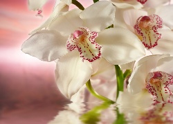 Biała, Orchidea, Woda, Rozmycie