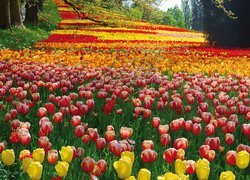 Kolorowe, Tulipany, Drzewa, Alejka