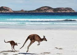 Kangury, Morze