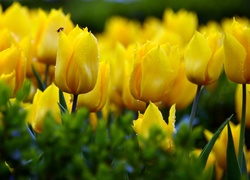 Żółte, Tulipany, Owad