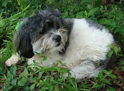 Shih Tzu