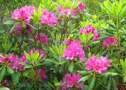 Rododendron, Różowe, Kwiaty