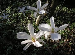 Magnolia