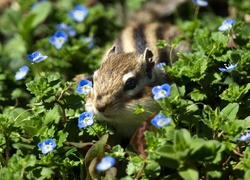 Chipmunk, Kwiatuszki