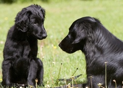 Dwa, Czarne, Psy, Flat coated retriever