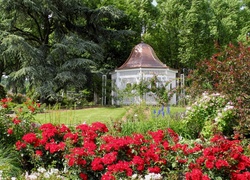Ogród, Altanka, Róże