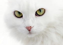 Biały, Kot, turecka angora