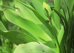 Biedronka, Tulipan, Pąk