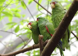 Trzy, Papugi, Amazonki Białoczelne, Konar
