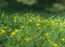 Ziarnopłon Wiosenny, Trawa, Żółte, Kwiaty