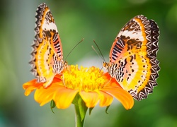 Dwa, Motyle, Kwiatek