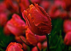 Czerwone, Tulipany