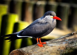 Ptak, Inca Tern