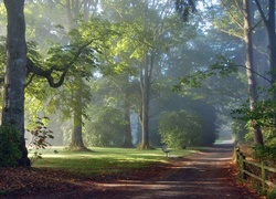 Park, Aleja, Poranek, Mgła