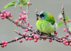 Zielony, Ptak, Pstrogłów tajwański, Gałązka