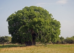 Baobab, Łąka