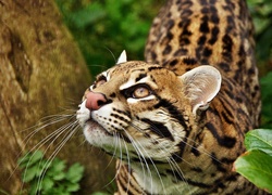 Ocelot