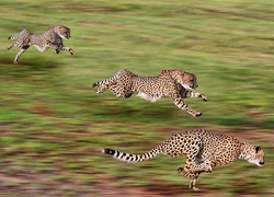 Gepardy, Polowanie