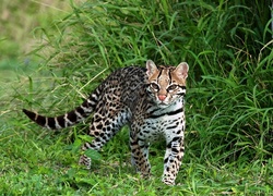 Ocelot, Trawa