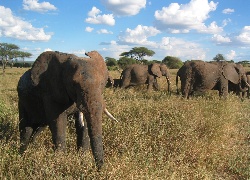 Słonie, Sucha, Trawa, Chmurki, Serengeti
