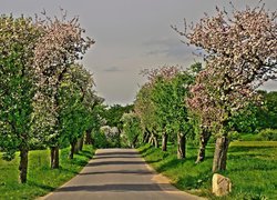 Aleja, Kwitnących, Drzew, Łąki