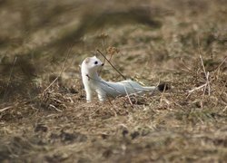 Łasica, Gronostaj, Biały