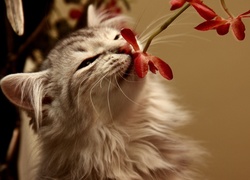 Kotek, Kwiaty