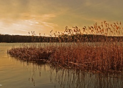 Jezioro, Trzcina